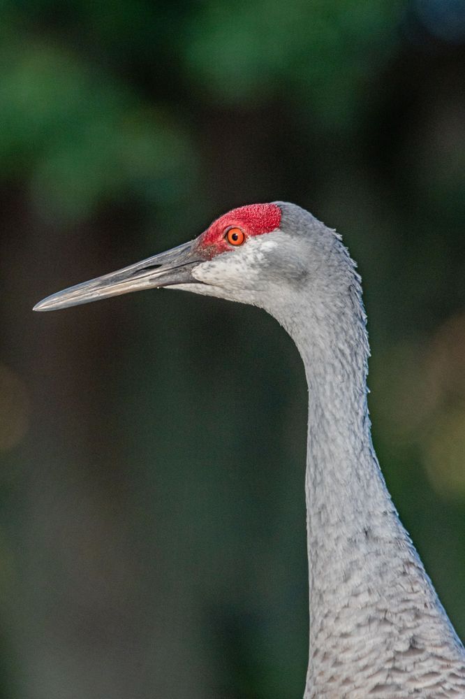 Sandhill Crane Profile Photography Art | kramkranphoto