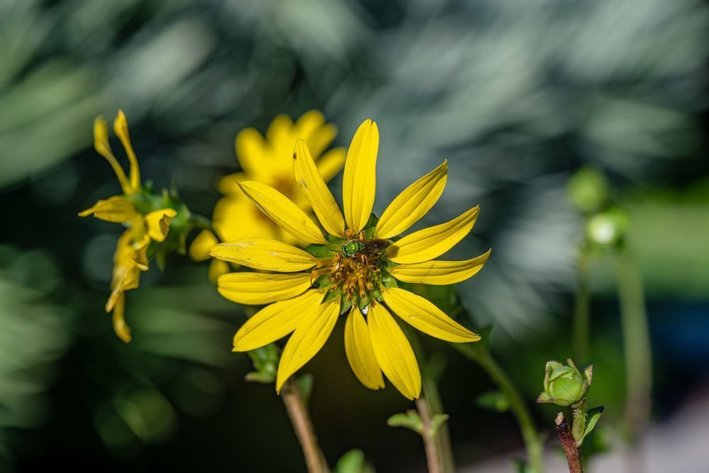 Metallic Green Bee Photography Art | kramkranphoto