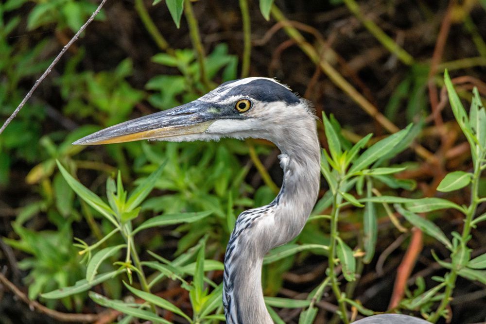 Blue Heron Close Up Photography Art | kramkranphoto
