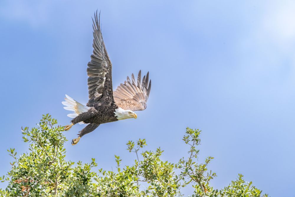 Eagle Flight Photography Art | kramkranphoto