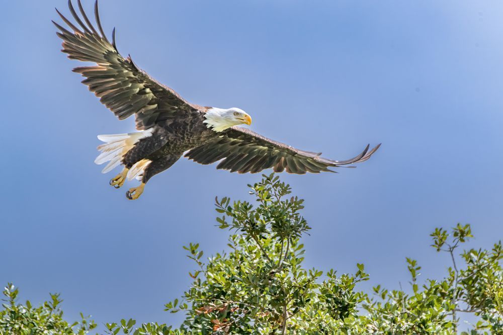 Soar With The Eagles Photography Art | kramkranphoto