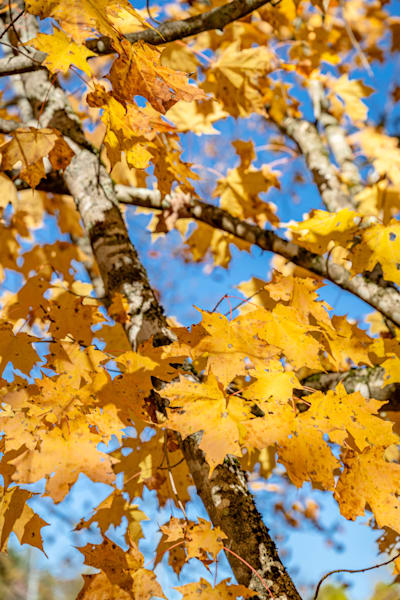 Blue And Gold Photography Art | kramkranphoto