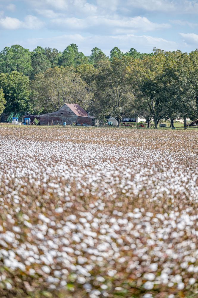 Fields Of Cotton Photography Art | kramkranphoto