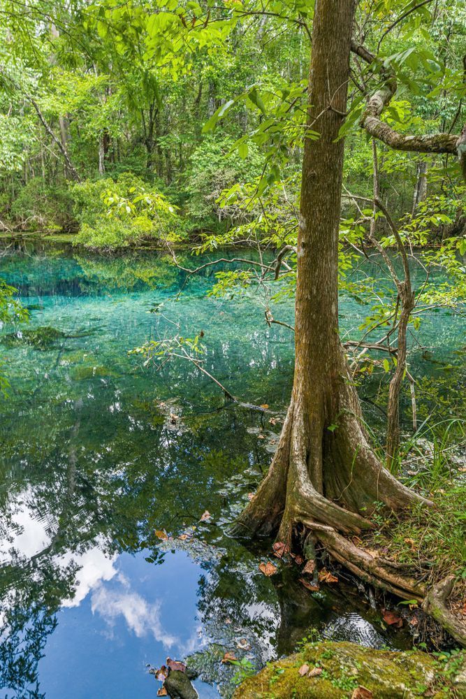 Wild Wakulla Photography Art | kramkranphoto