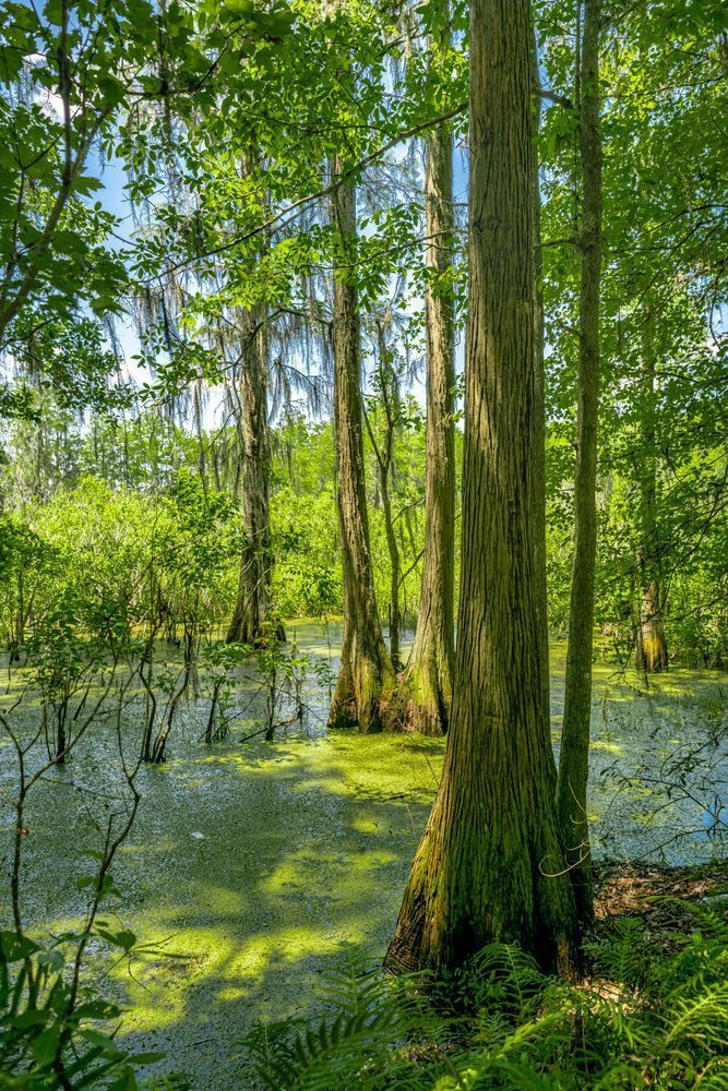Swampin Photography Art | kramkranphoto