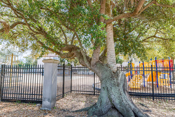 Love Tree Photography Art | kramkranphoto