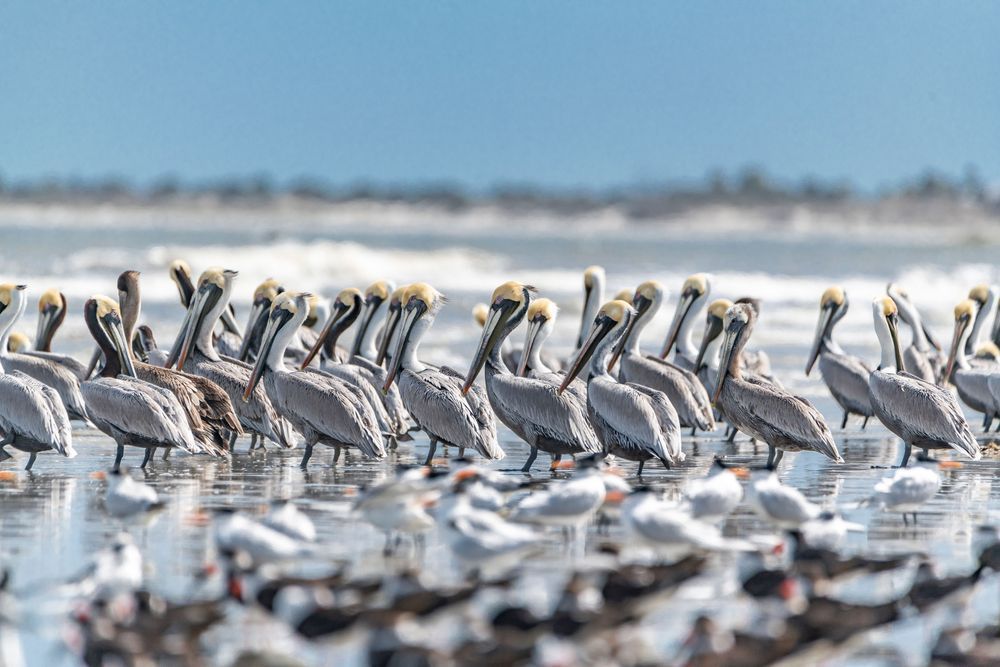 Pelican Colony Photography Art | kramkranphoto
