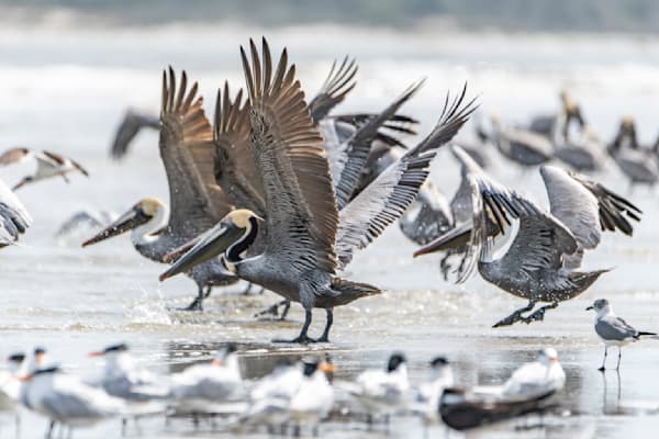 Pelican Patrol Photography Art | kramkranphoto