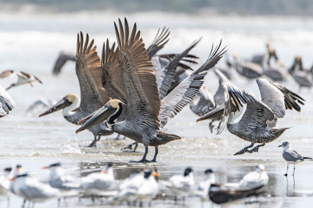 Pelican Patrol Photography Art | kramkranphoto