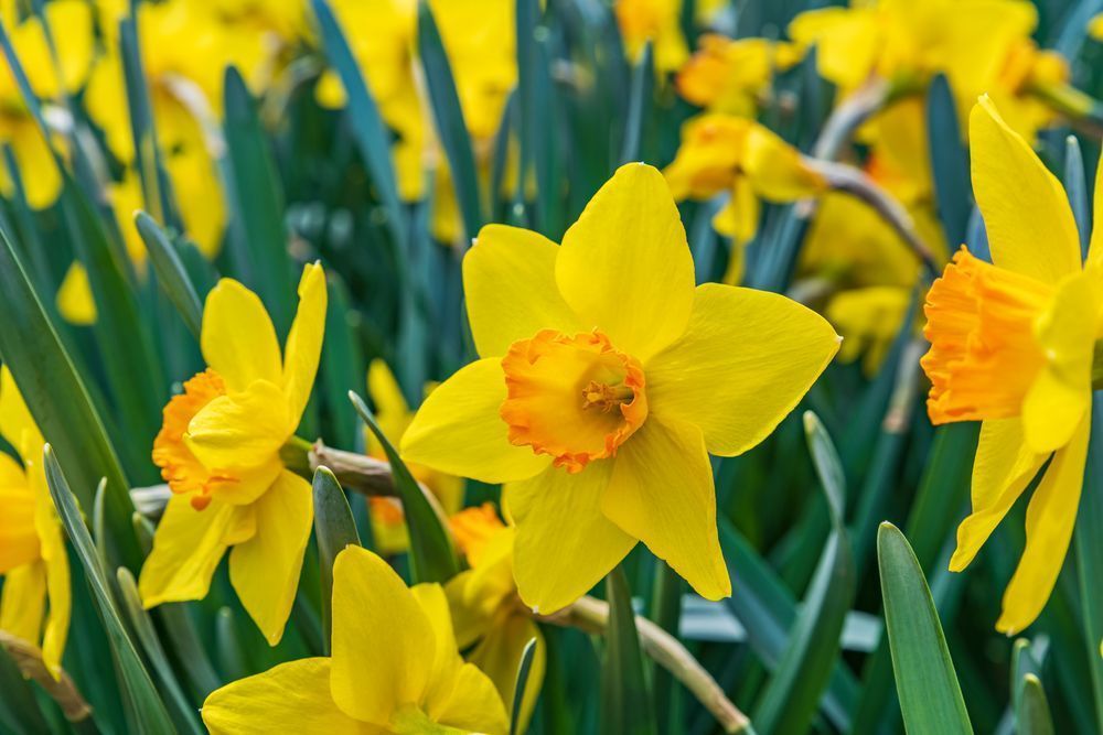 Flower Fields Photography Art | kramkranphoto