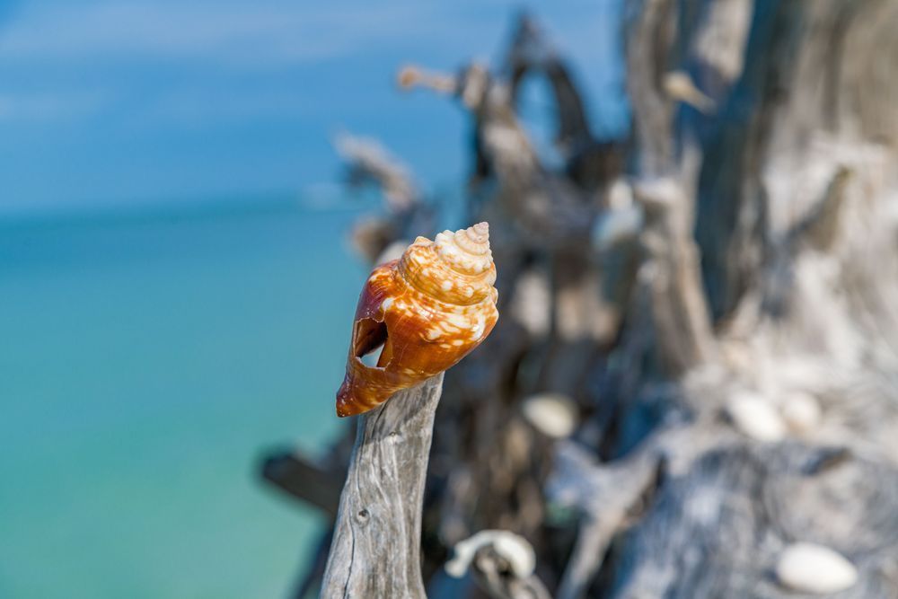 Seashells At The Seashore Photography Art | kramkranphoto