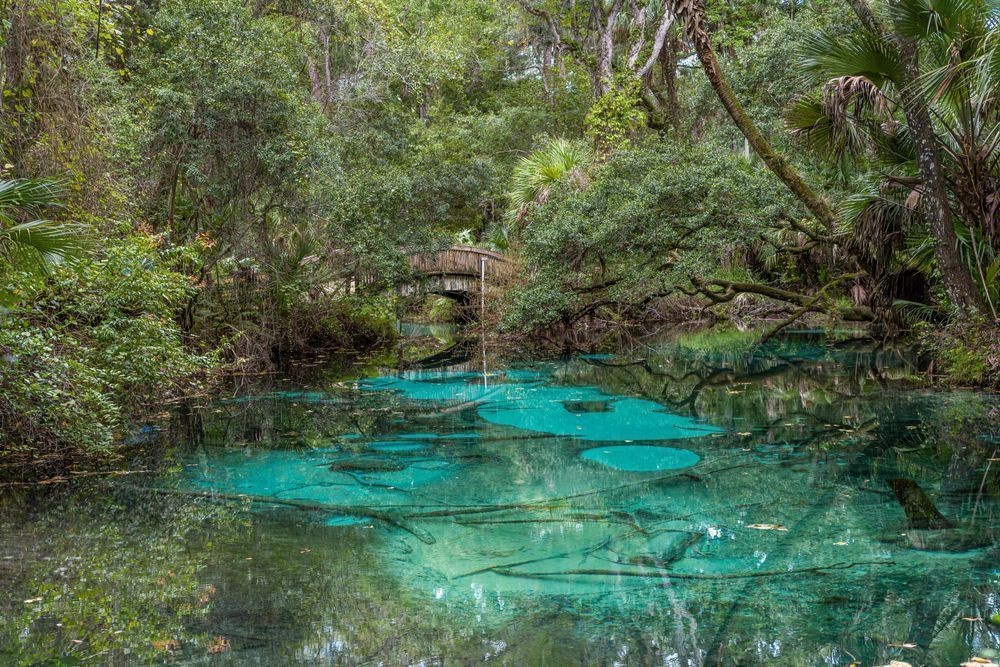 Fern Hammock Springs Photography Art | kramkranphoto