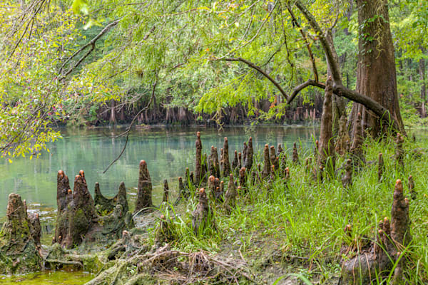 Cypress Knots Photography Art | kramkranphoto