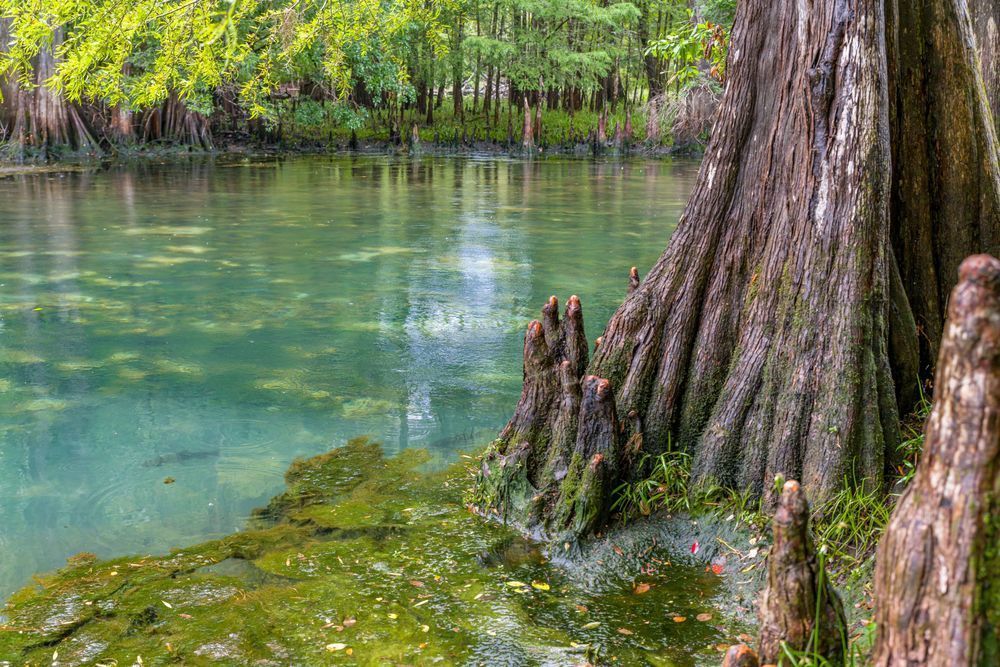 The Sights Of Manatee Springs Photography Art | kramkranphoto