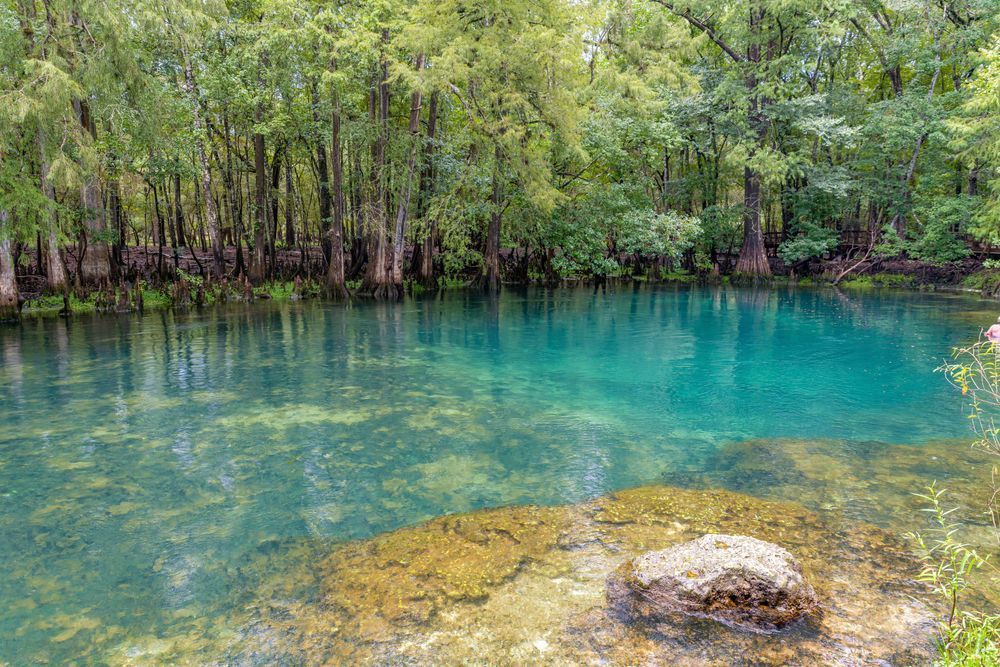 Serene Manatee Springs Photography Art | kramkranphoto