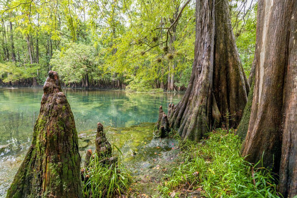 Cypress Sights Photography Art | kramkranphoto