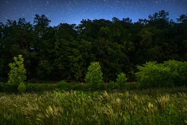 Firefly Field Photography Art | kramkranphoto