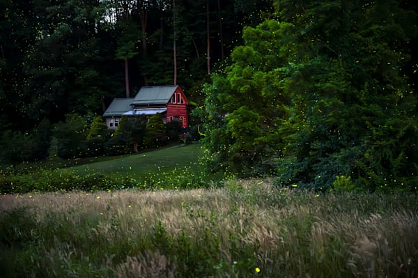 Firefly Lane Photography Art | kramkranphoto