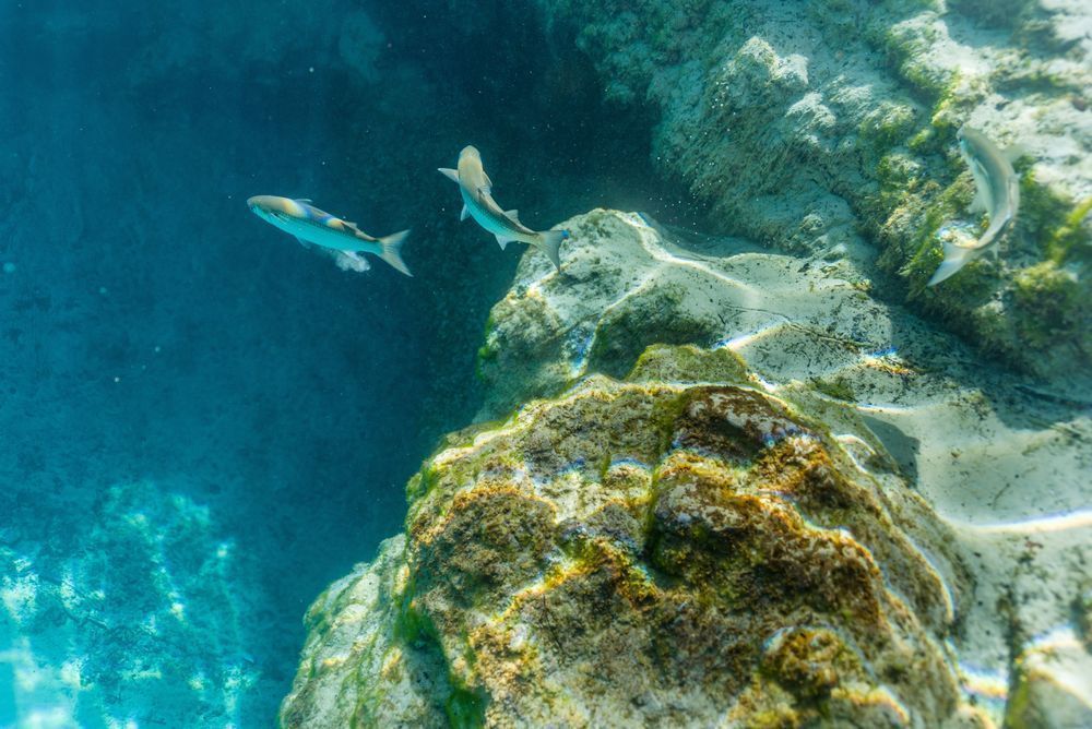 A Fish Swim Photography Art | kramkranphoto