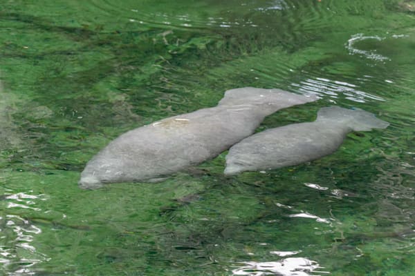 Majestic Manatees Photography Art | kramkranphoto