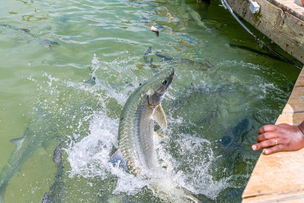 Tarpon Out Photography Art | kramkranphoto