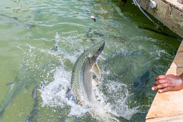 Tarpon Out Photography Art | kramkranphoto