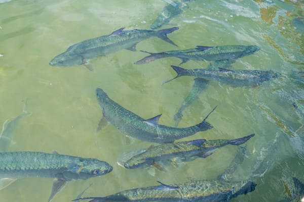 Tarpon Sights Photography Art | kramkranphoto