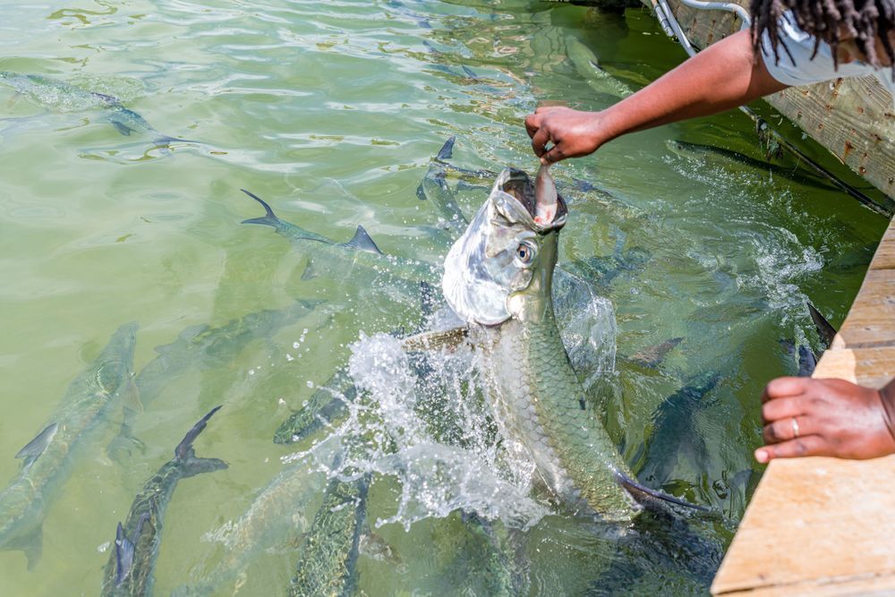 Tarpon Jump Photography Art | kramkranphoto