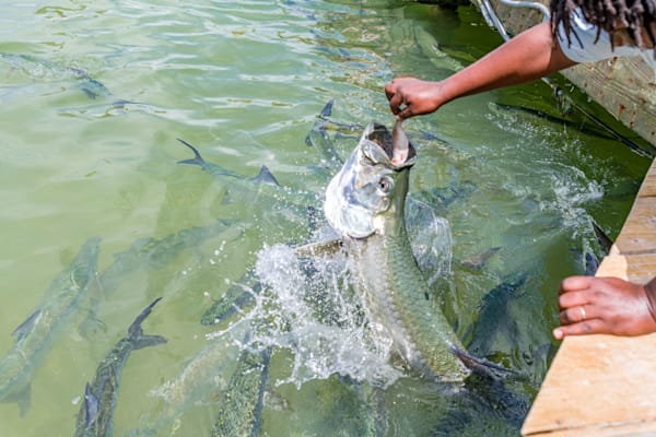 Tarpon Jump Photography Art | kramkranphoto