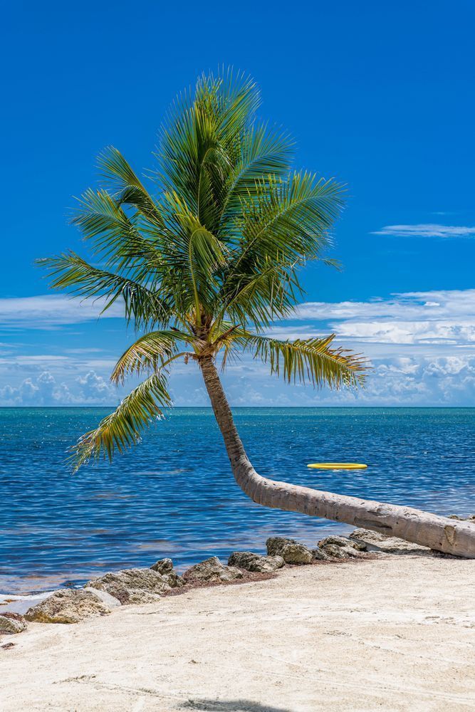 Deep Blue Palms Photography Art | kramkranphoto