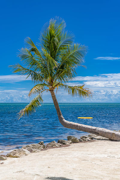 Deep Blue Palms Photography Art | kramkranphoto