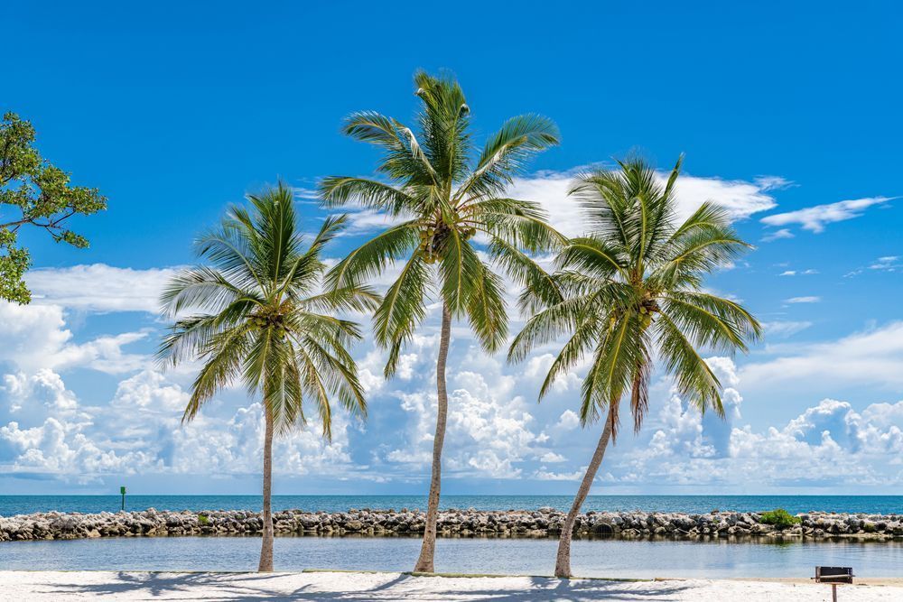 Tree Trio Photography Art | kramkranphoto