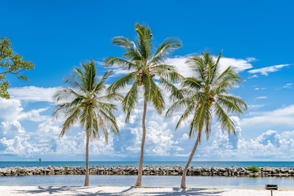 Tree Trio Photography Art | kramkranphoto