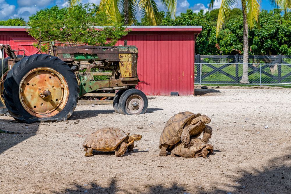 South Florida At A Slower Pace Photography Art | kramkranphoto