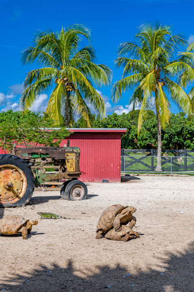 Tortoise Fun In The Sun Photography Art | kramkranphoto