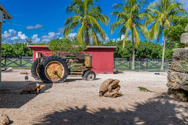 Tortoise Power Photography Art | kramkranphoto