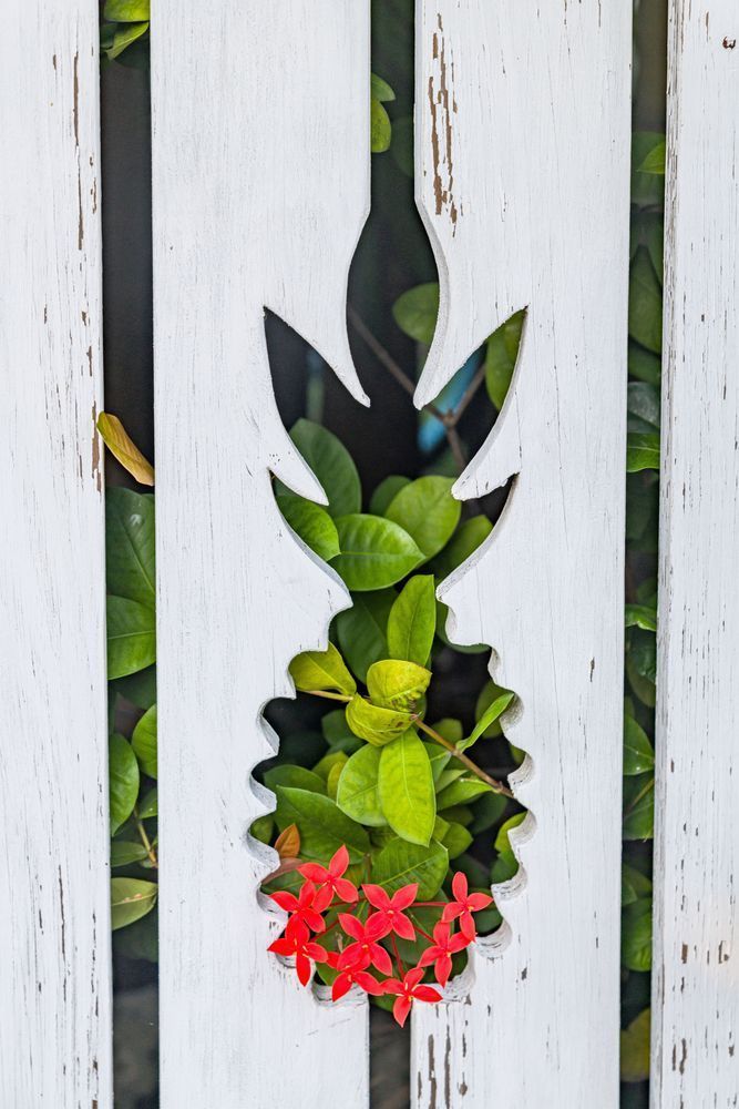 Tropical Flair:** Pineapples Photography Art | kramkranphoto