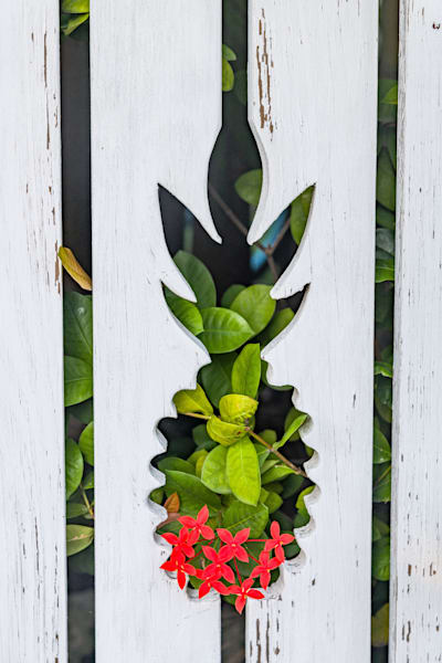 Tropical Flair:** Pineapples Photography Art | kramkranphoto