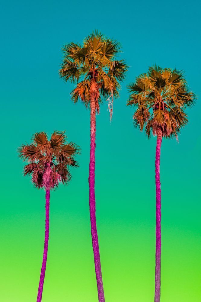 Tranquil Tropical Trio Photography Art | kramkranphoto