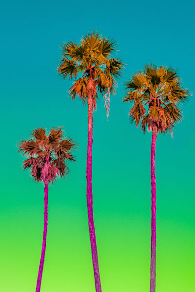Tranquil Tropical Trio Photography Art | kramkranphoto
