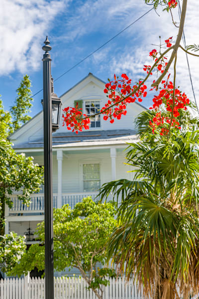 The Vibrant Blossoms Of A Royal Poinciana Tree. Photography Art | kramkranphoto