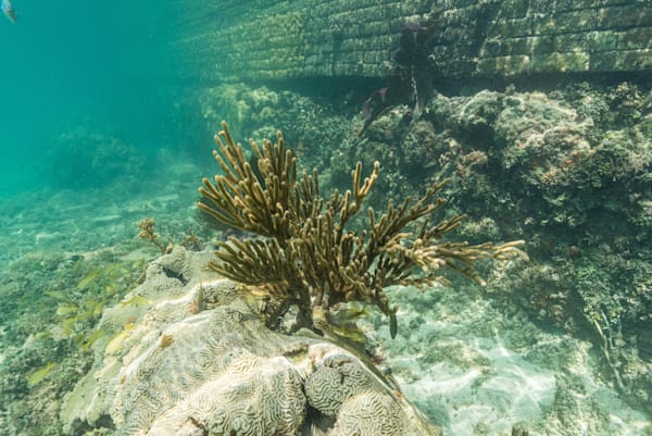 The Coral Reef At Fort Jefferson Photography Art | kramkranphoto