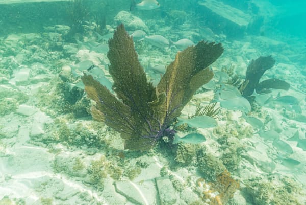 Aquatic Wonderland Photography Art | kramkranphoto