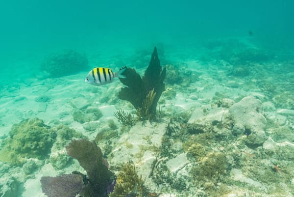 Underwater World Surrounding Fort Jefferson Photography Art | kramkranphoto