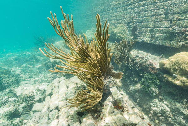 Nature Reclaiming History Photography Art | kramkranphoto