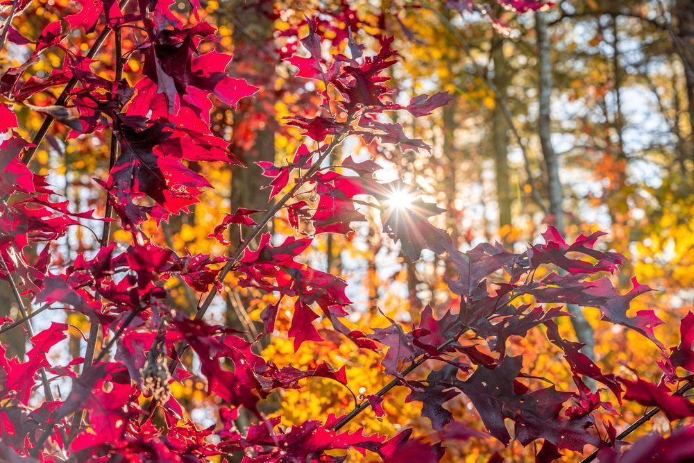 Fall Shining Through Photography Art | kramkranphoto
