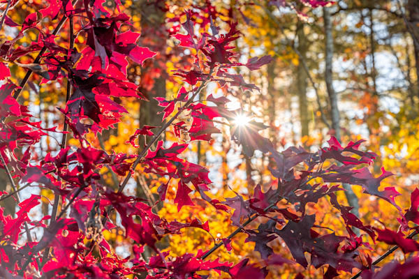 Fall Shining Through Photography Art | kramkranphoto
