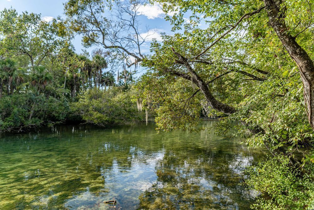 Natural Homosassa Springs Photography Art | kramkranphoto