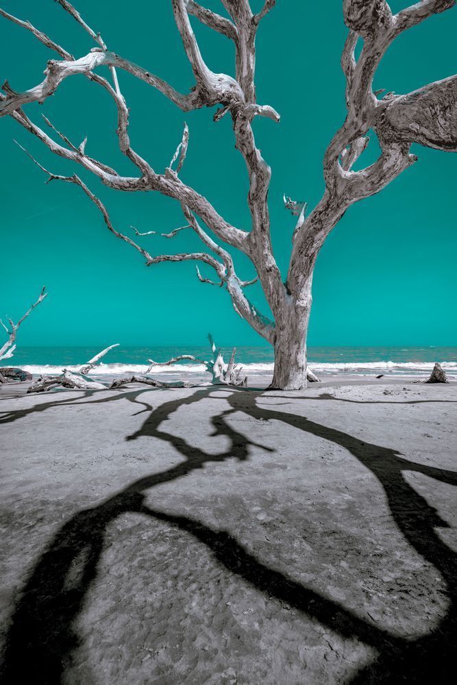 Jekyll Shadows Photography Art | kramkranphoto