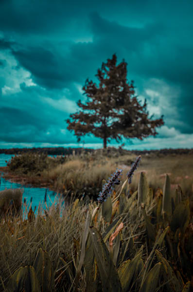 Spring Park Blues Photography Art | kramkranphoto